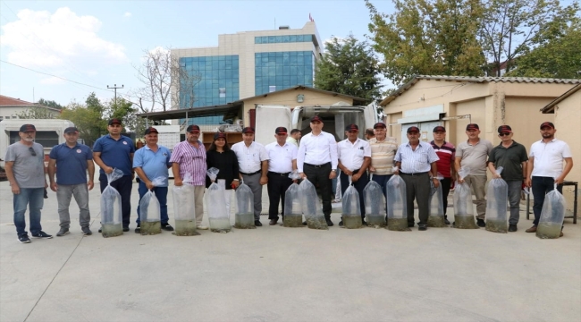 Edirne'de yetiştirilen 5,5 milyon sazan balığı yavrusu göllere bırakıldı 