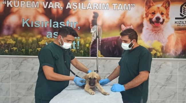 Mardin'de yavru köpeğe demir çubukla eziyet eden zanlı adli kontrolle salıverildi