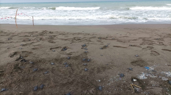 Hatay'da yumurtadan çıkan deniz kaplumbağası yavruları suyla buluştu