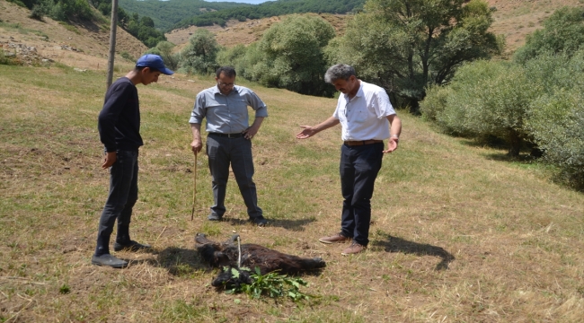 Muş'ta kurt saldırısına uğrayan 35 koyun telef oldu