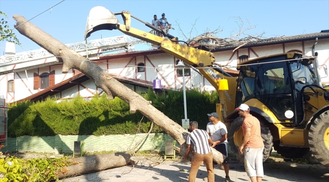 Sakarya'da asırlık çınar ağacı evin çatısına devrildi