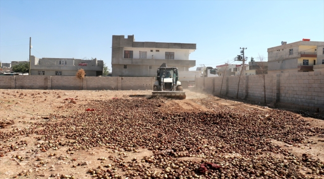 Şanlıurfa'da ele geçirilen 4 ton çürümüş soğan imha edildi