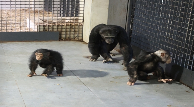 Şempanze "Can", 5 yıl sonra doğan kardeşi sayesinde annesiyle buluştu