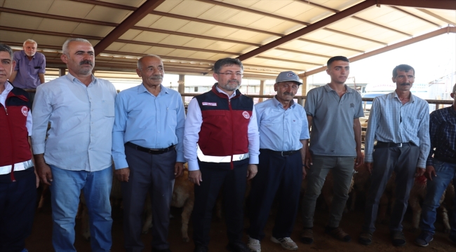 Tarım ve Orman Bakanlığı, depremzede besicilere TİGEM'in üst düzey hayvanlarını dağıtıyor