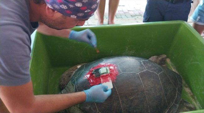 Tedavileri tamamlanan caretta carettalar denize bırakıldı