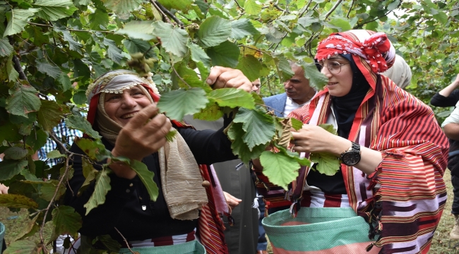 Trabzon'da coğrafi işaretli "Arsin Foşa fındığı"nın hasadı başladı