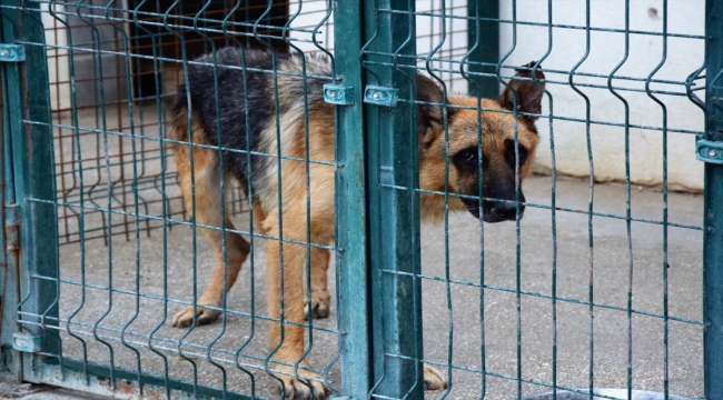 Bilecik'teki hayvan hastanesi hem rehabilite ediyor hem de kontrolsüz üremenin önüne geçiyor 