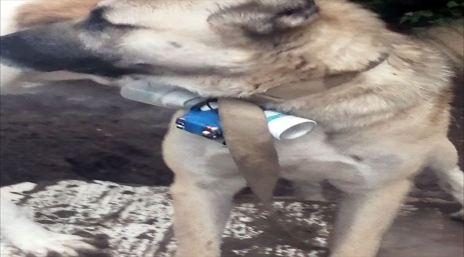 Karabağ'daki yasa dışı Ermeni güçler, bomba taşıyan köpekle terör eylemi girişiminde bulundu