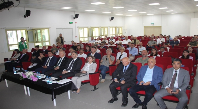 Karaburun-Ildır Körfezi'nde nesli tükenmekte olan "yastıklı taş mercan" bulundu