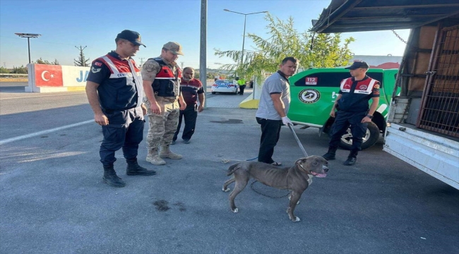 Kilis'te pitbull cinsi köpeği minibüste taşıyan kişiye 33 bin 399 lira ceza
