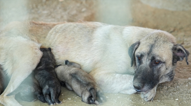Mersin'de uçurumda mahsur kalan köpek ve 5 yavrusu kurtarıldı