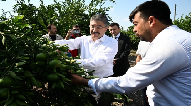 Osmaniye'de erkenci mandalinanın hasadı başladı