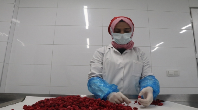 Çankırı'da dondurularak kurutulan sebze ve meyveler 6 ülkeye gönderiliyor