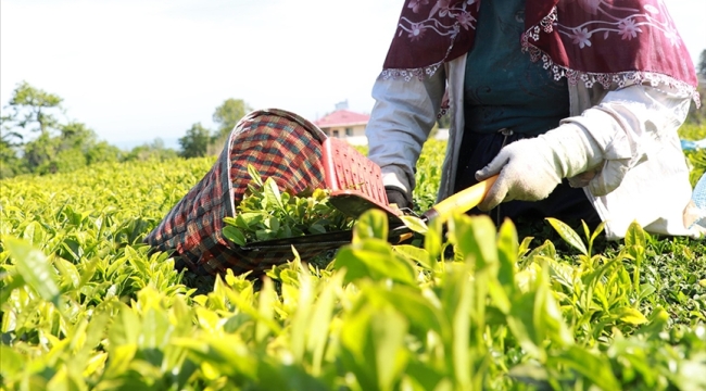 Çay üreticilerine 1 milyar 763 milyon liralık destek ödemesi yapılacak