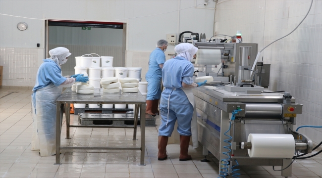 Karslı peynir üreticisi Kütahya'daki yatırımını devlet desteğiyle büyüttü