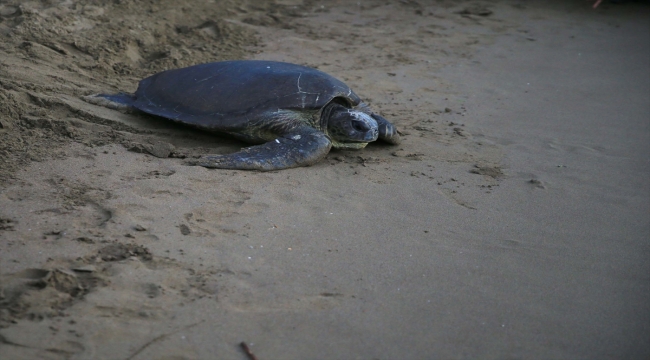 Muğla'da tedavileri tamamlanan 10 deniz kaplumbağası denizle buluştu