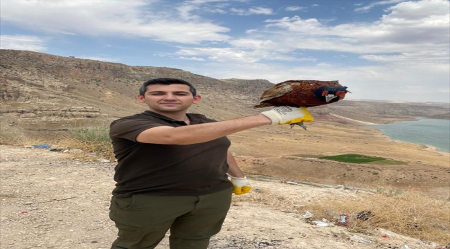 Samsun'da yetiştirilen 1000 sülün Siirt'te doğaya salındı