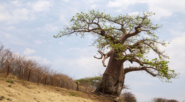 Afrika'nın fil cenneti: Chobe Ulusal Parkı