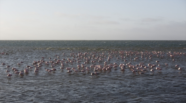 Afrika sahillerinde bir flamingo cenneti: Walvis Bay Lagünü