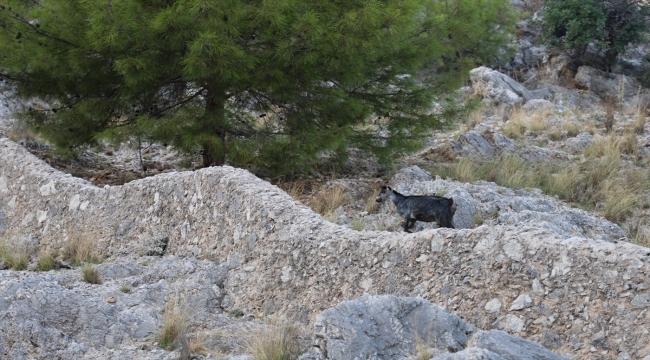 Alanya'da tedavisi tamamlanan dağ keçisi doğal ortamına bırakıldı