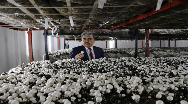 Amasya'da meslek lisesi öğrencileri mantar üretip satarak gelir elde ediyor