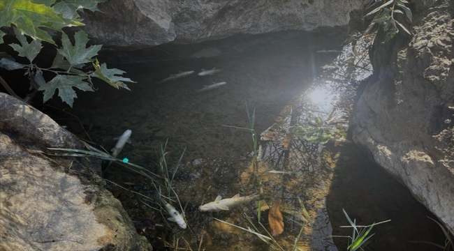 Çanakkale'deki Kocabaş Çayı'nda balık ölümleri görüldü