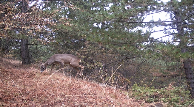 Çankırı'da yağmur altında ormanda yiyecek arayan kızıl geyikler fotokapanla görüntülendi