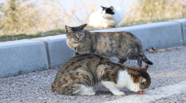 Elazığ'da üniversite öğrencileri hayvanlar için belirli noktalara mama bıraktı 