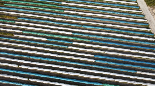 Elazığ'da üzüm bağları mavi beyaz örtüyle kaplandı