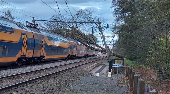 Hollanda'da Ciaran Fırtınası nedeniyle üzerine ağaç devrilen 1 kişi öldü