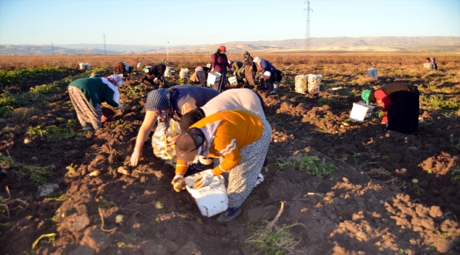 Muş'ta kadınlar patates tarlalarında hasat mesaisi yapıyor