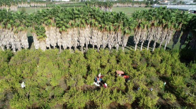 Türkiye'nin nar üretiminin dörtte birini karşılayan Antalya'dan 51 ülkeye ihracat