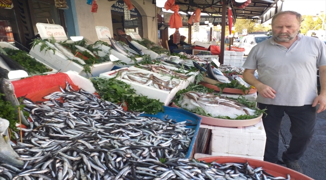 Zonguldak'ta bollaşan hamsinin fiyatı 50 liraya düştü