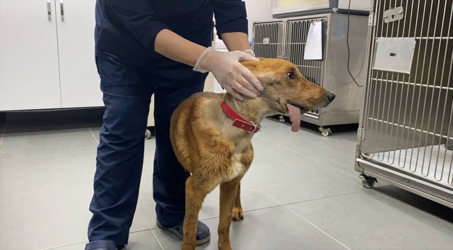 Zonguldak'ta ölmek üzereyken bulunan "Mucize" köpek, çene ameliyatlarıyla hayata tutundu