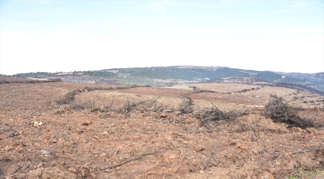 Bursa'da 4 ay önce yanan 243 hektar ormanlık alan ağaçlandırılıyor