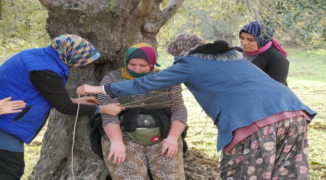 Edremit Körfezi'nde hasadı bitiren zeytin işçileri kahyayı ağaca bağlayıp tarla sahibinden bahşiş istedi