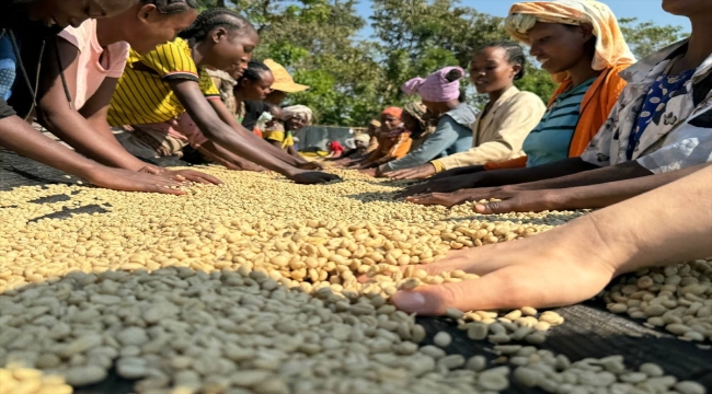 Etiyopya'dan dünyaya dağılan "vazgeçilemeyen lezzet" kahve