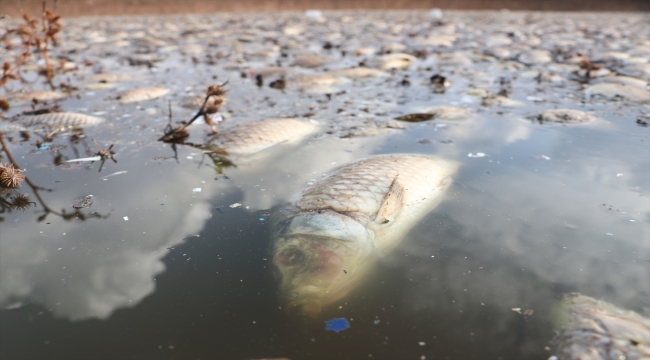 Gaziantep'te Kayacık Barajı'ndaki balık ölümleri araştırılıyor