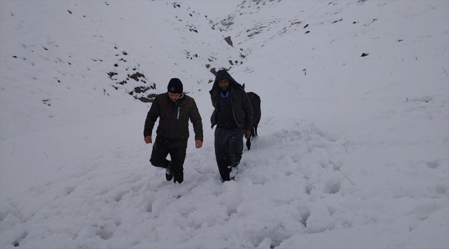 Hakkari'de yaralı at mahsur kaldığı yaylada ekiplerce kurtarıldı