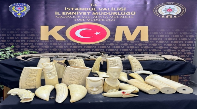 İstanbul'da bazı hayvanların boynuz ve dişlerini satan zanlı yakalandı