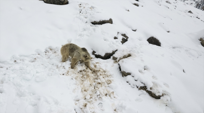 Karla kaplı Munzur Dağları'nda yiyecek arayan bozayı görüntülendi