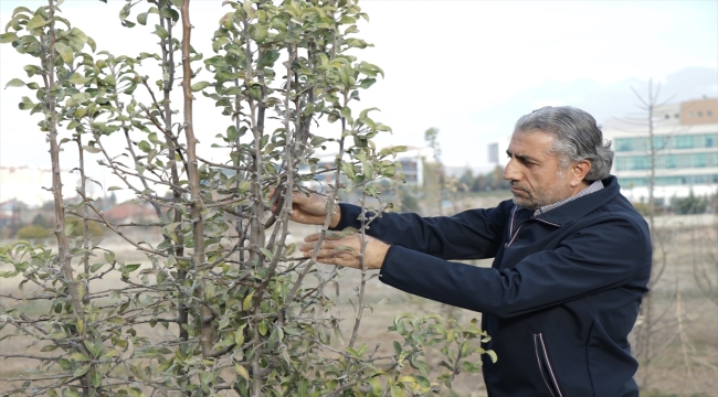 Kayseri'deki gen bahçesinde 20 ilden toplanan 250 ahlat ağacı korunuyor