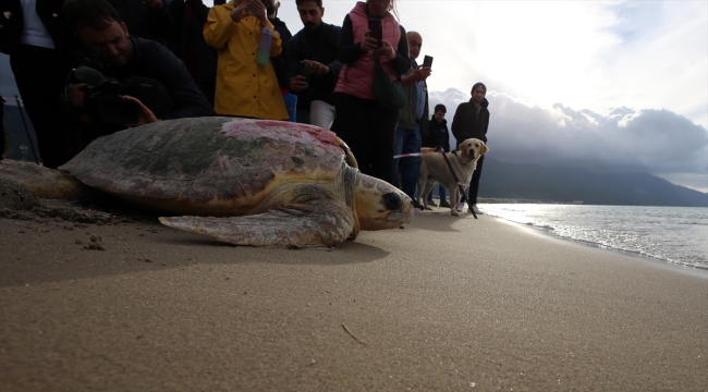 Kuşadası'nda tedavileri tamamlanan 3 caretta caretta denize bırakıldı