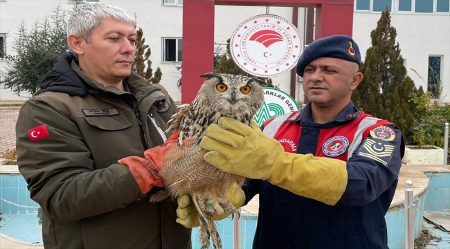 Malatya'da yaralı bulunan kulaklı orman baykuşu tedavi altına alındı