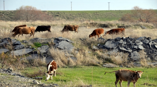 Muş'ta ısınan hava hayvanlarını merada otlatan besicileri sevindiriyor