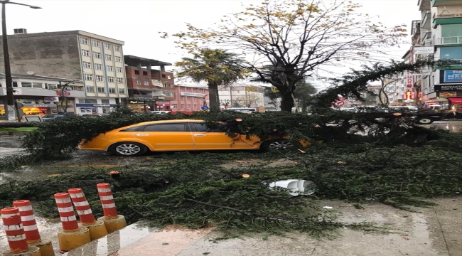 Rize'de şiddetli rüzgarın devirdiği ağaç 2 taksiye zarar verdi