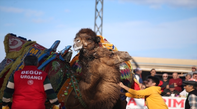 Şampiyon develer Çanakkale'de arenaya çıktı