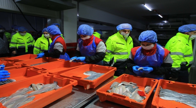 TBMM Balıkçılık ve Su Ürünleri Araştırma Komisyonu üyeleri, Muğla'da balık çiftliklerini inceledi