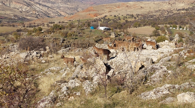 Tunceli'de koruma altındaki yaban keçileri yerleşim yerine indi