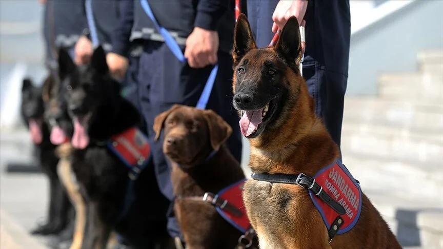 Özel Eğitimli Dedektör Köpekler Operasyonlarda Jandarmaya Güç Katıyor